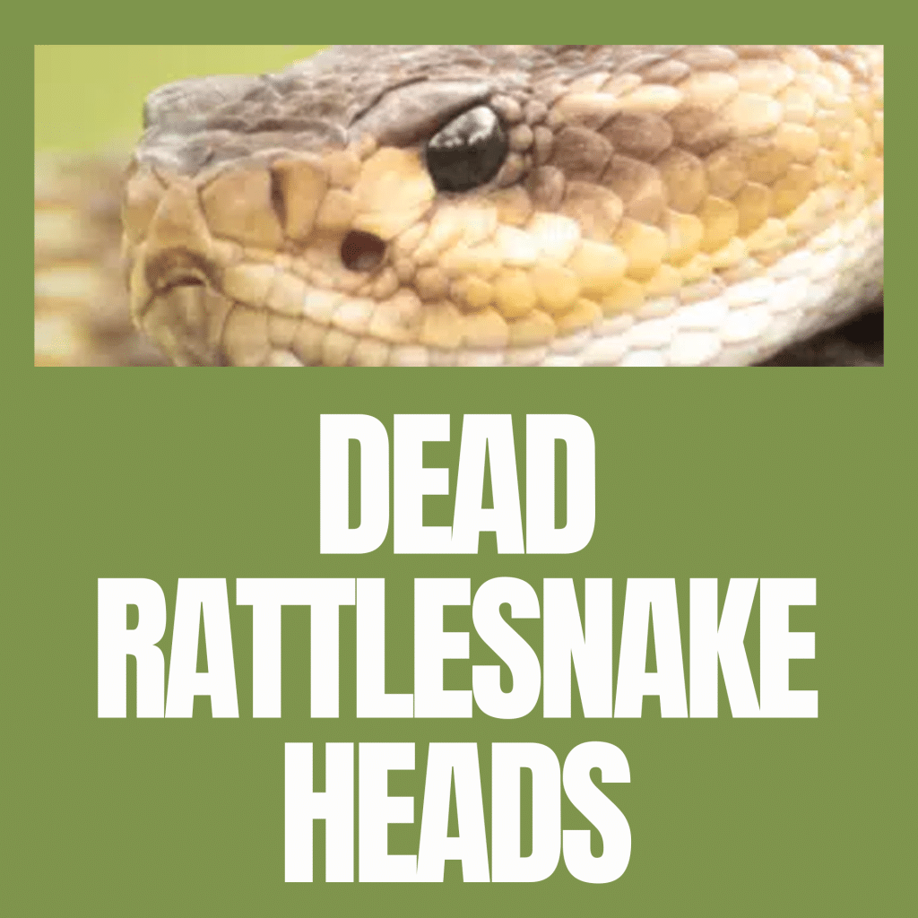 Dead Rattlesnake Heads